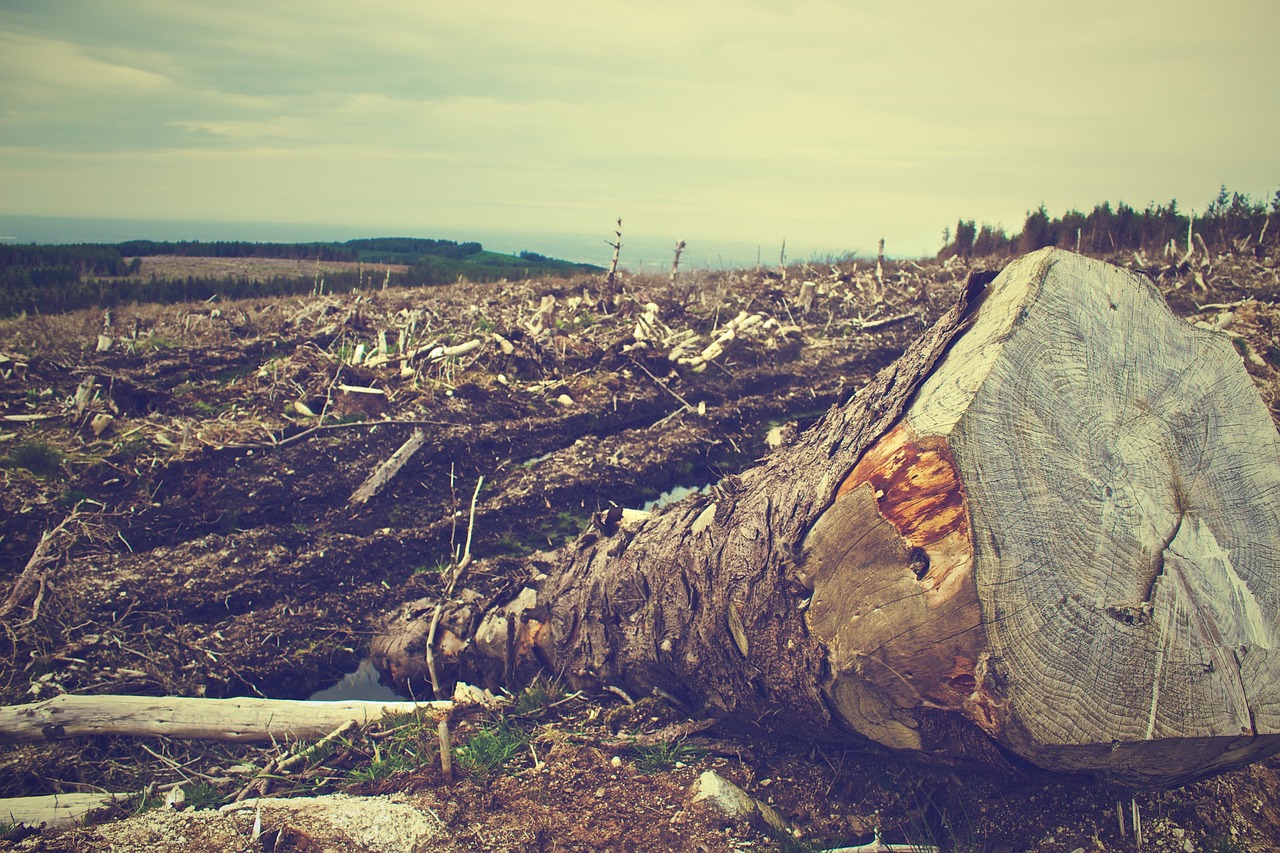 Tématem Týdne pro klima 2023 je DEFORESTACE